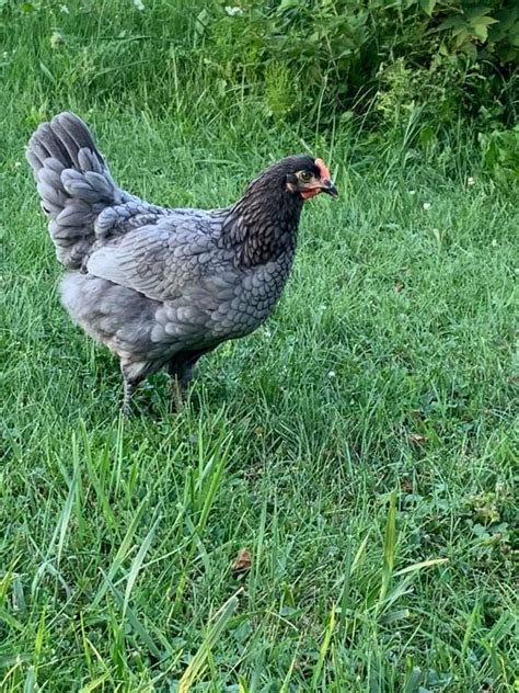 blue sapphire pullets